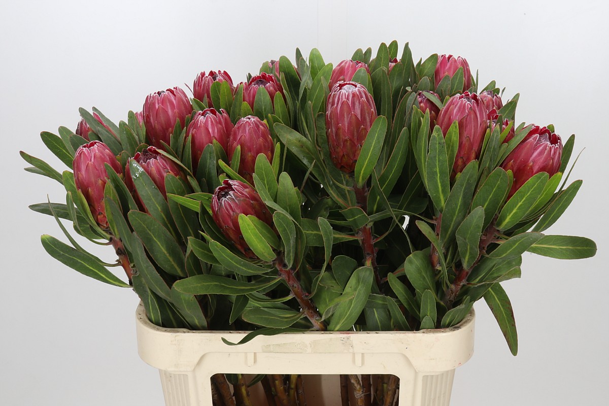 Protea Red Ice