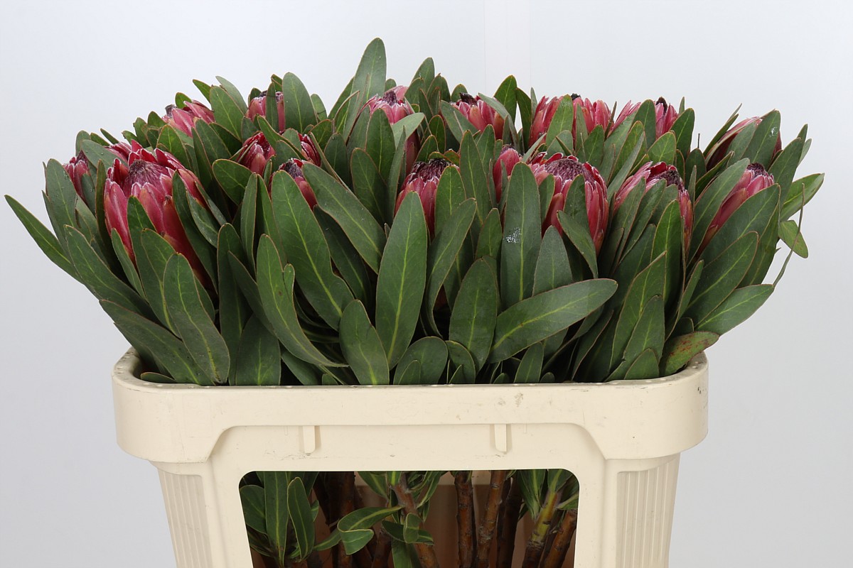 Protea Red Ice