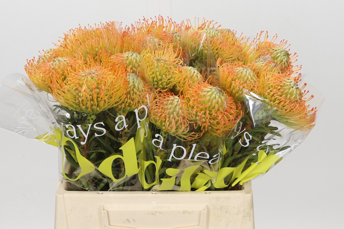 Nutans Ayoba Orange Sunset