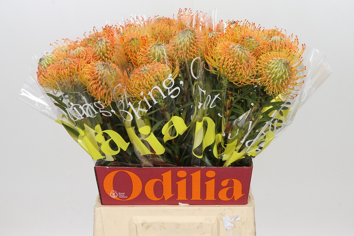 Nutans Orange Sunset
