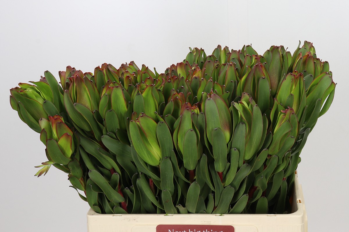 Leucad Laurel Yellow
