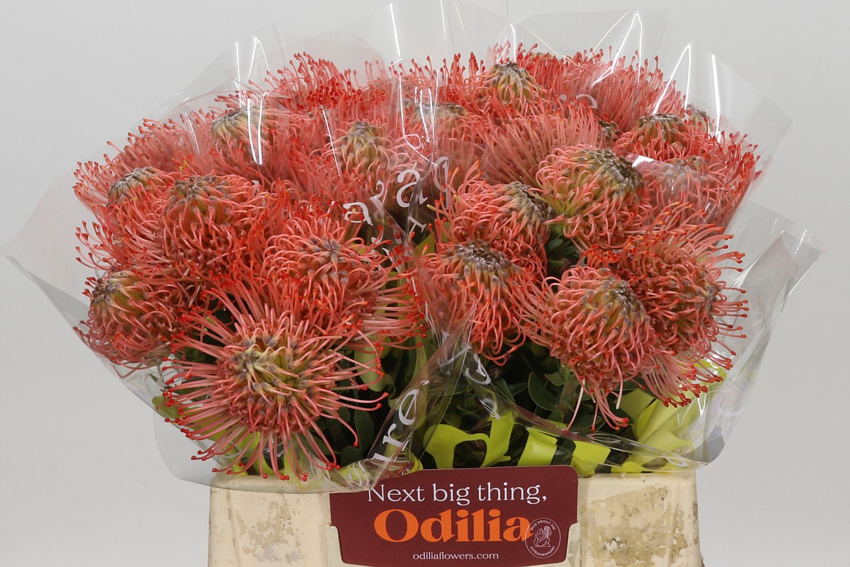 Nutans Ayoba Pink Guava