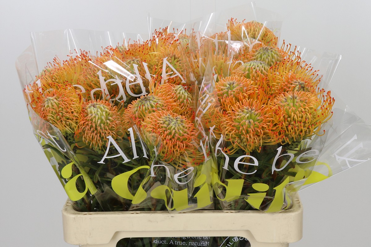Nutans Ayoba Orange Sunset