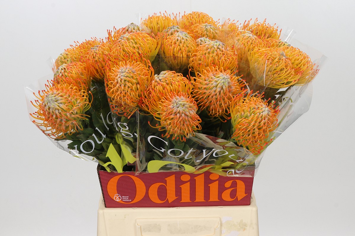 Leuco Ayoba Sun