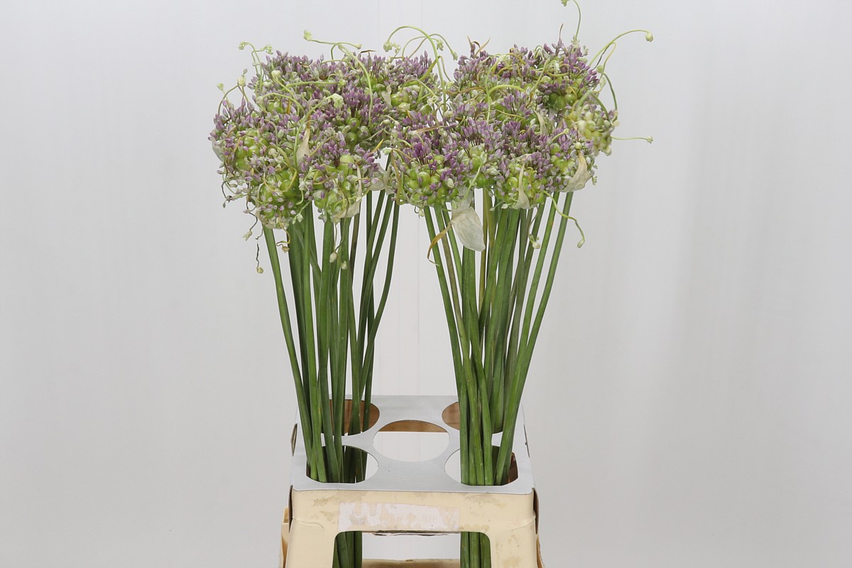 Allium Green Drops