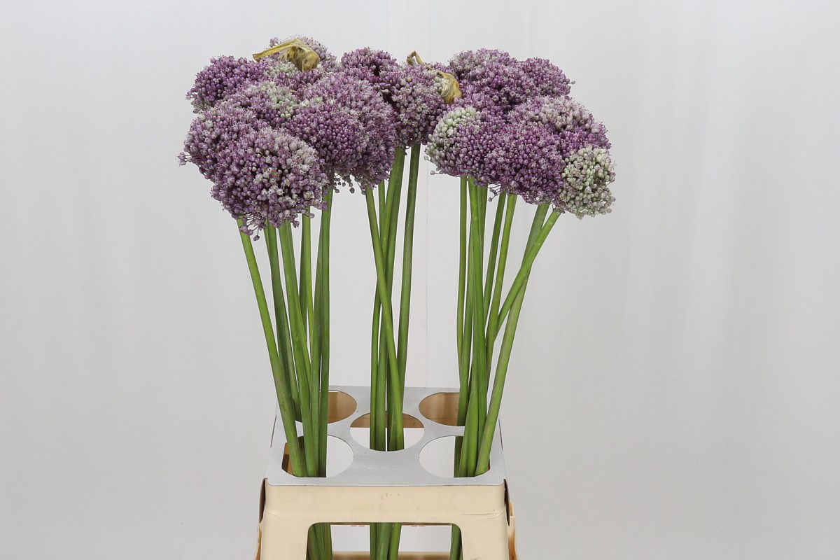 Allium Mrs Bouquet