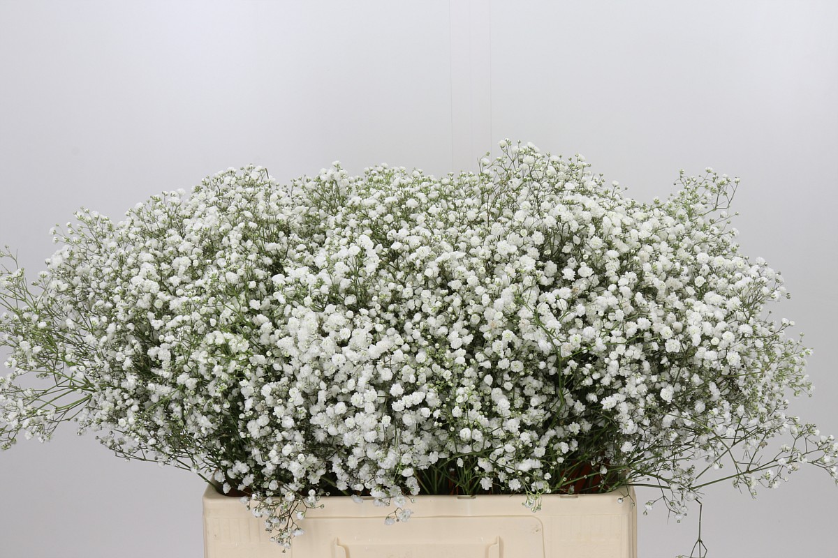 Gypsophila Xlence White 60cm 15gram