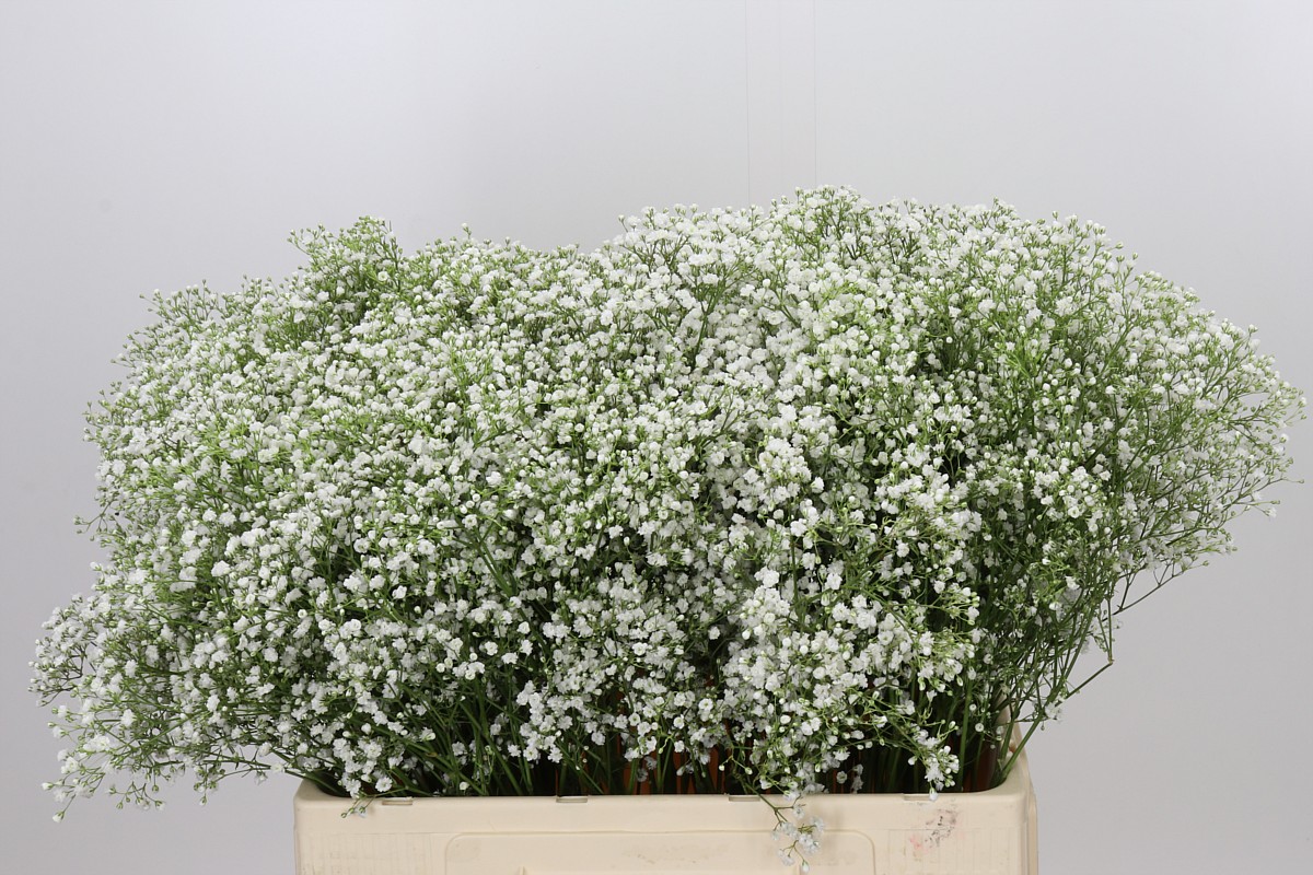 Gypsophila Discovery 60cm 15gram