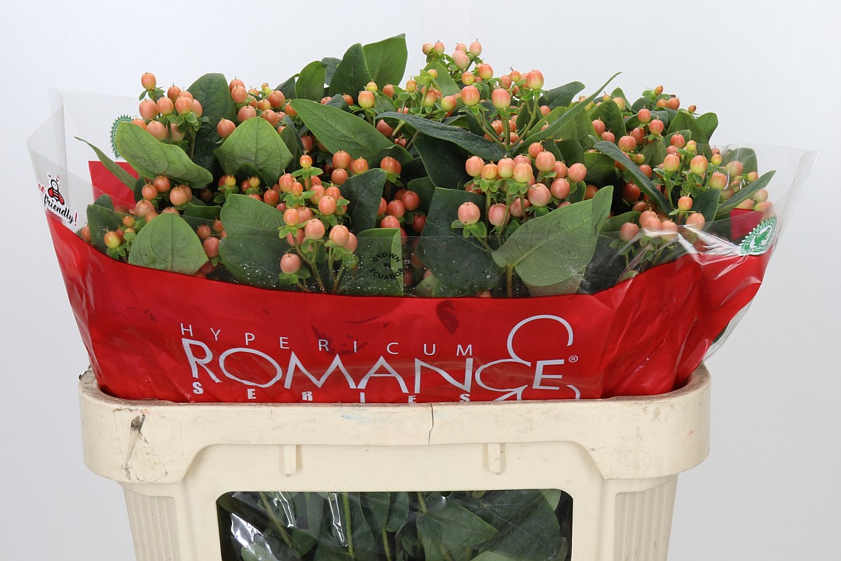 Hyp Mellow Romance