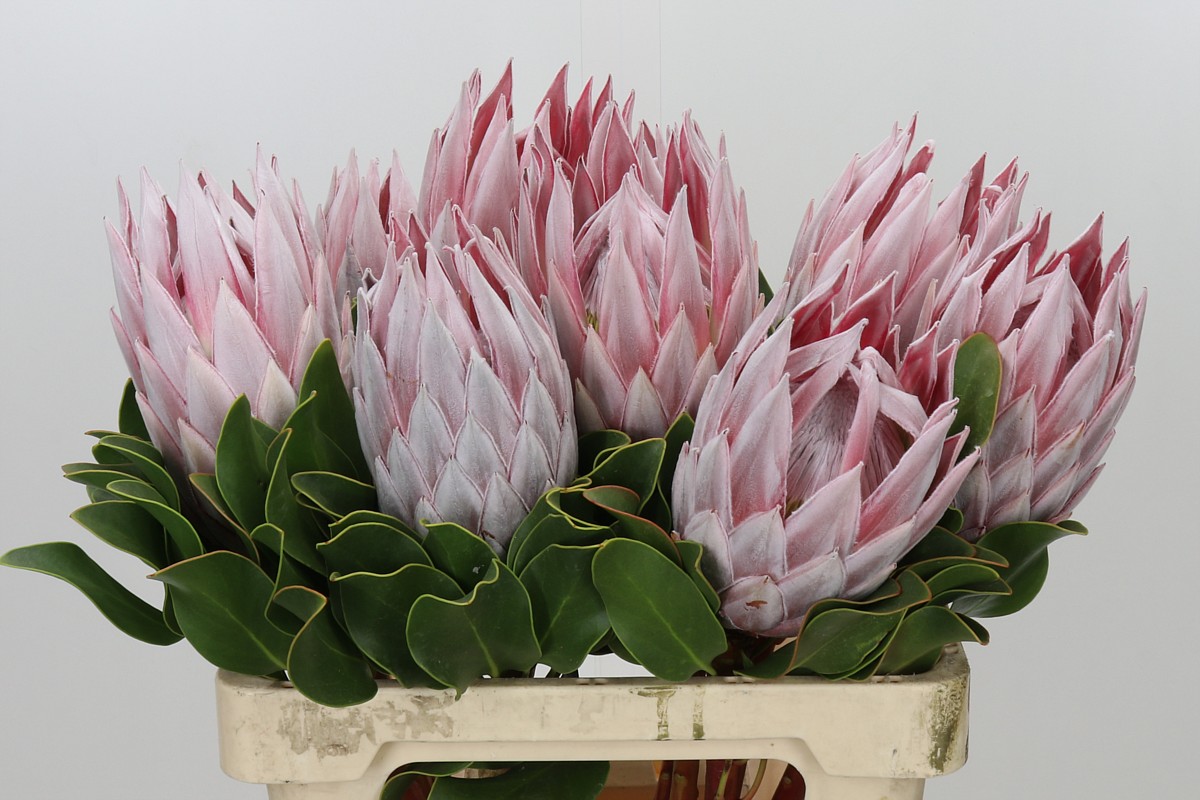 Protea Cynaroides 60cm
