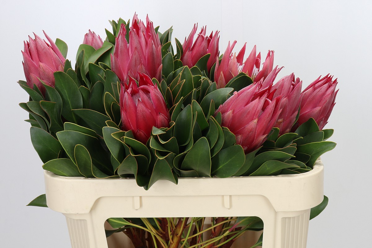 Protea Cy Madiba