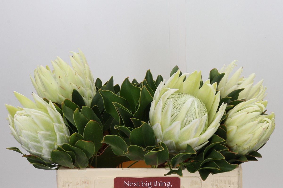 Protea 50cm