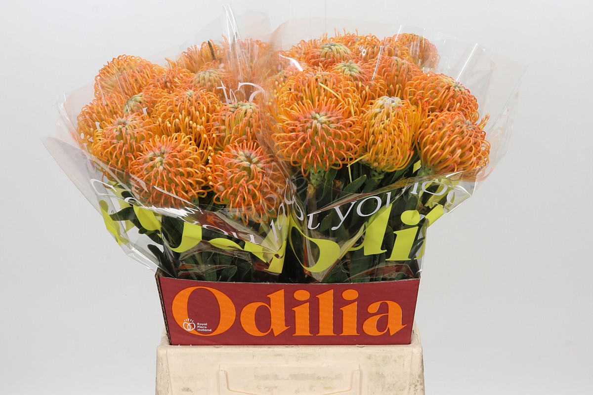 Leuco Ayoba Orange