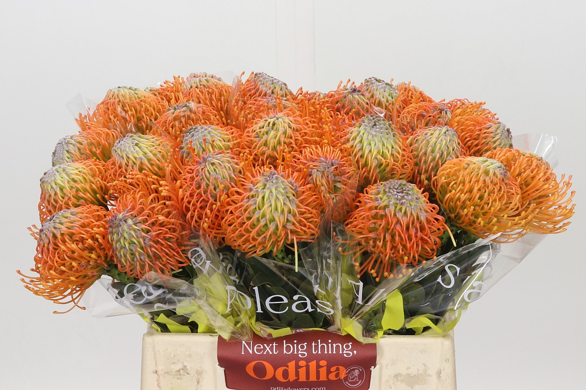 Leuco Ayoba Orange