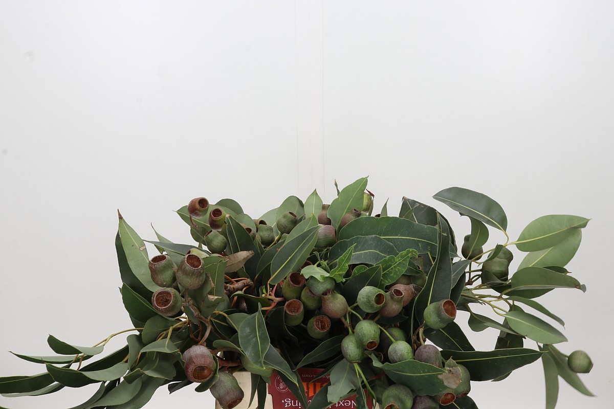 Kaaps Groen