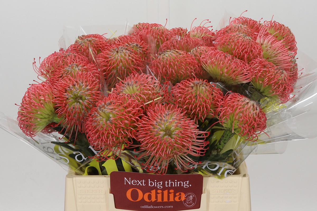 Leuco Ayoba Pink