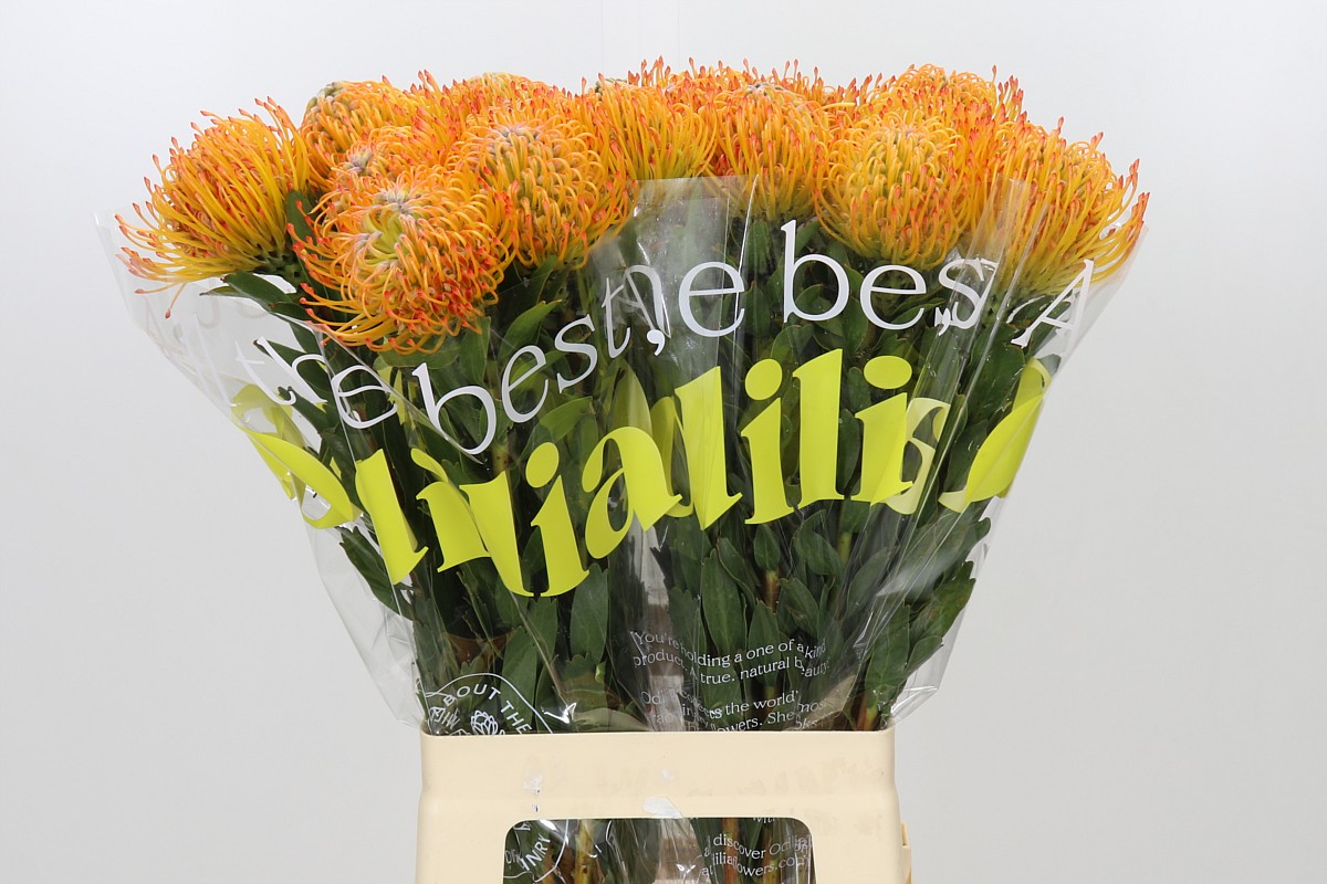 Leucospermum Ayoba Sun 70cm