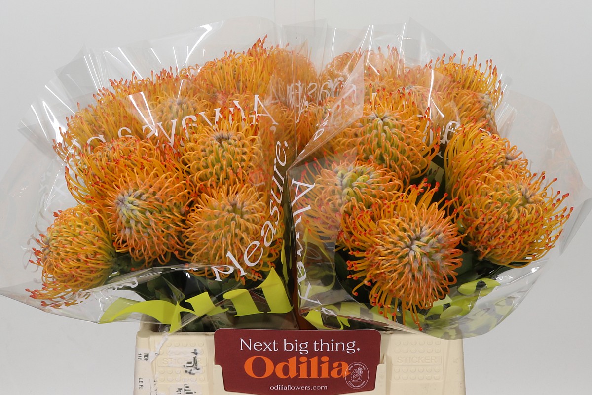 Leucospermum Ayoba Sun 40cm