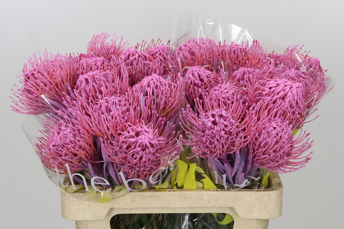 Nutans Painted Pink