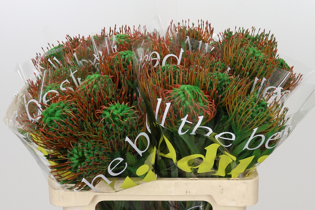 Nutans Painted Green