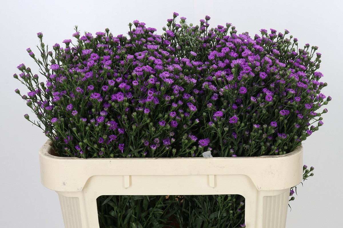 Aster Pink
