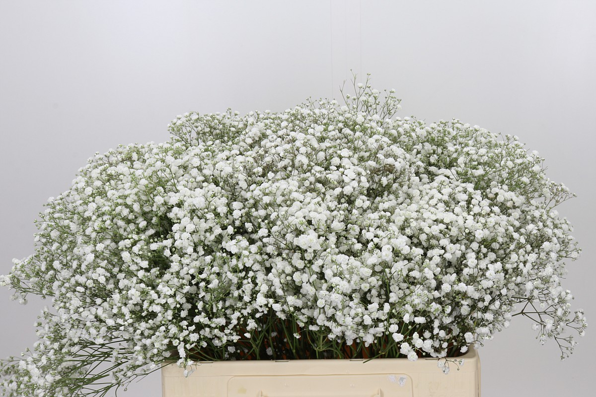 Gypsophila Xlence White 60cm 10gram