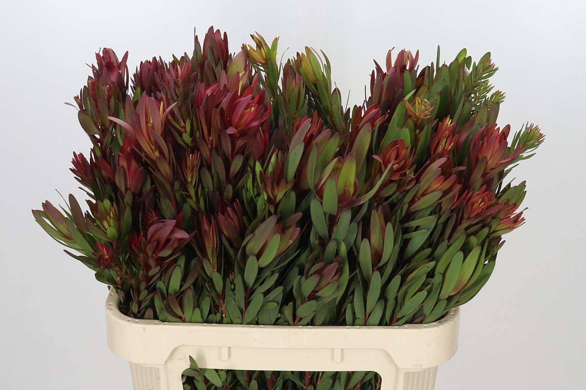 Leucadendron Safari Sunset 80cm