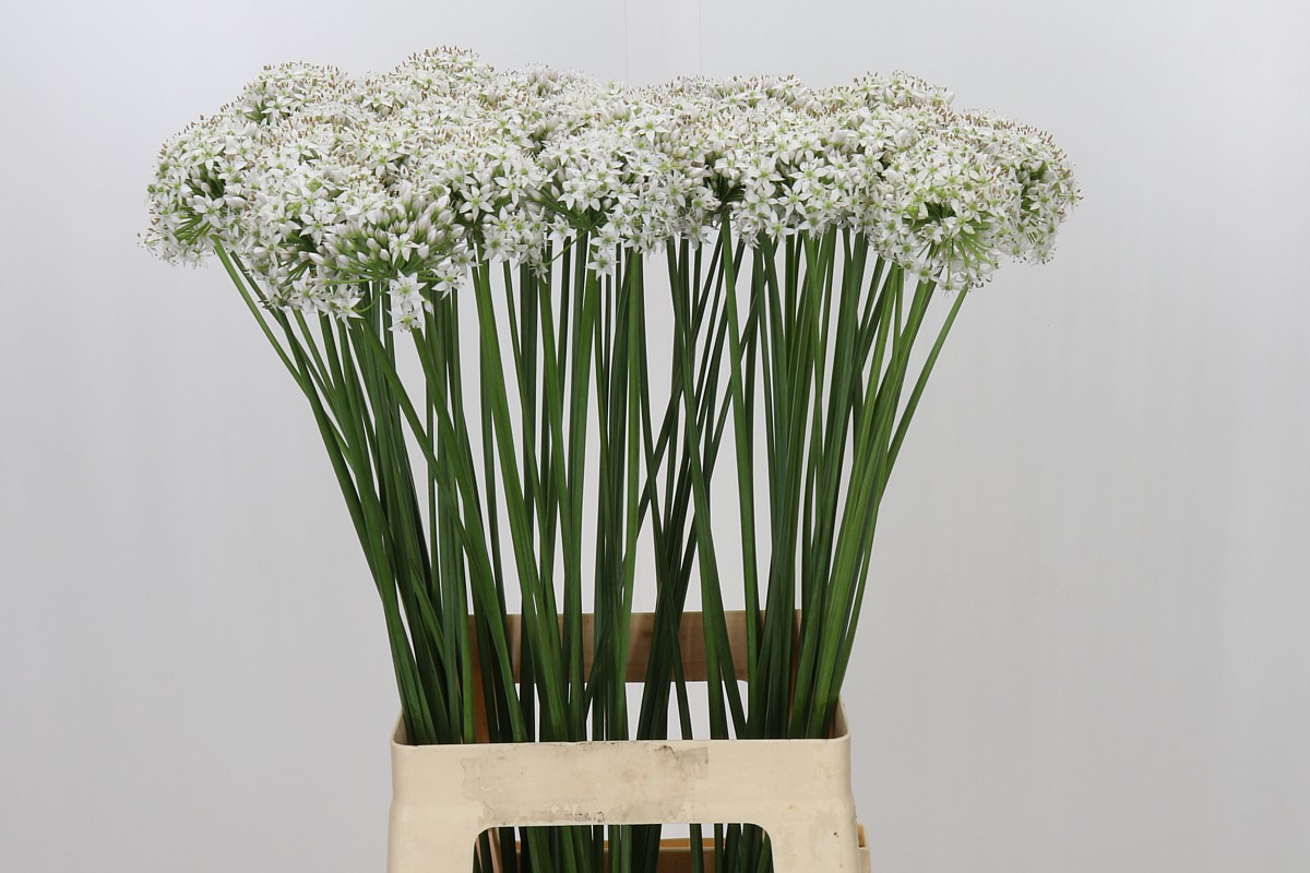 Allium Tuberosum