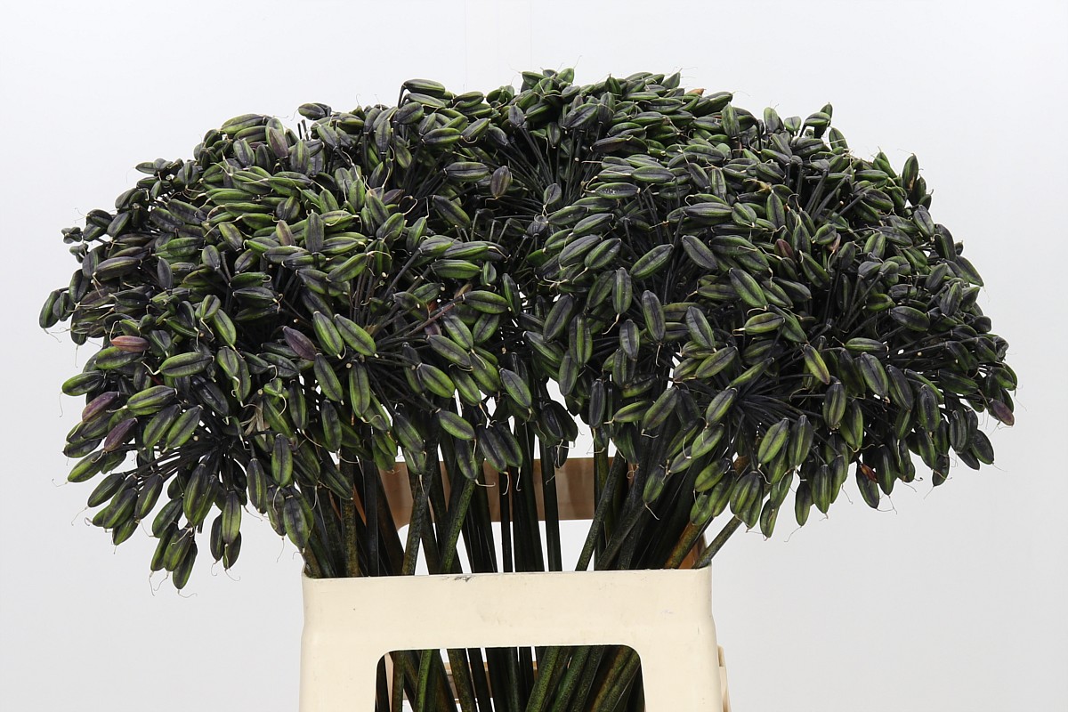 Agapanthus Seed