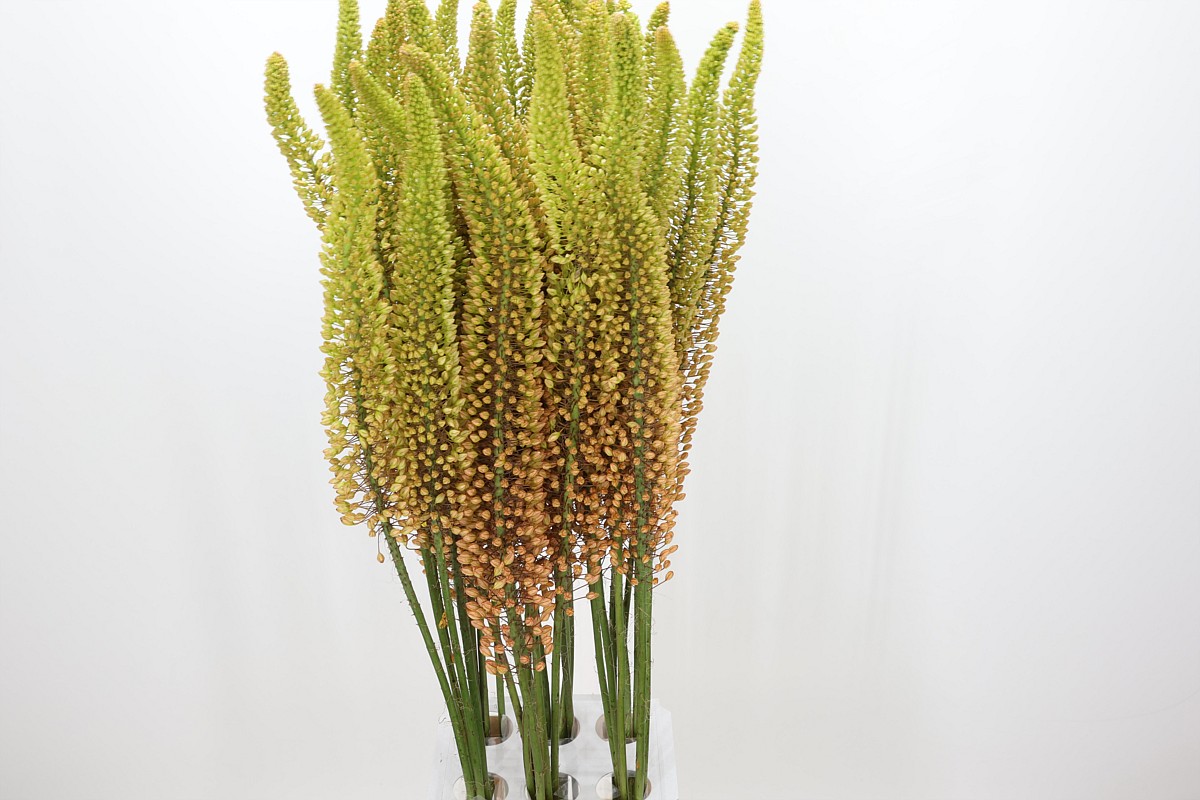 Eremurus Emmy Ro