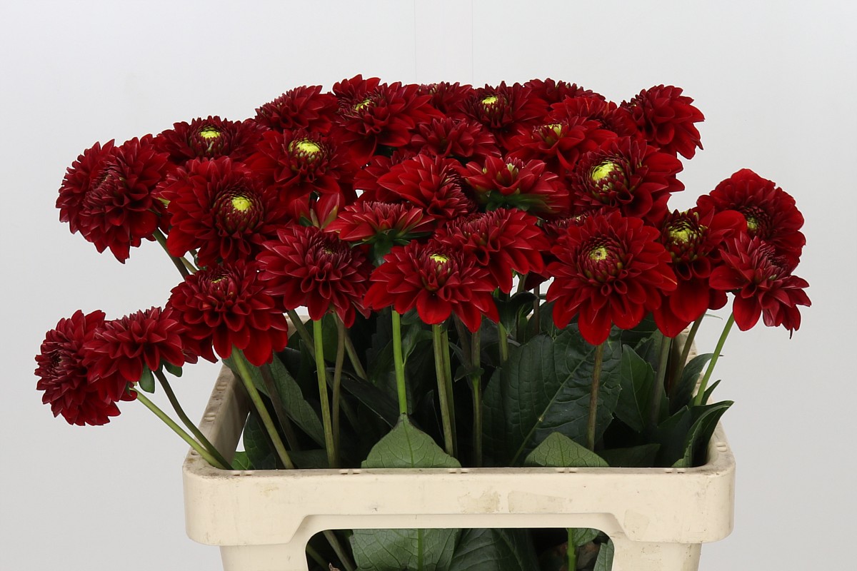 Dahlia Red Fox 60cm