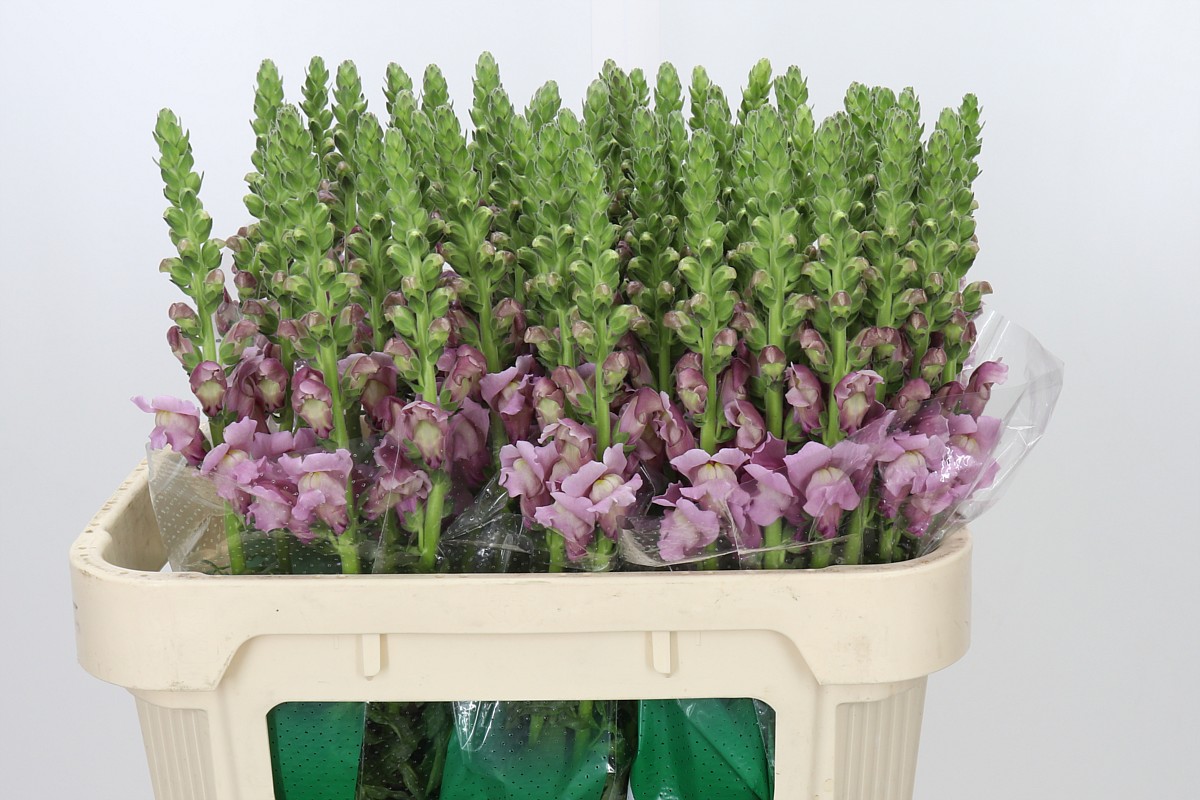 Antirrhinum Cannes Lavender