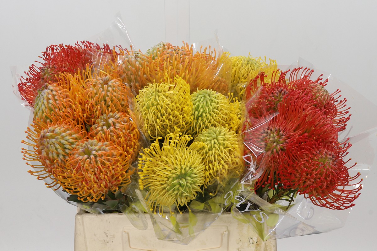Leucospermum Mixed 35cm
