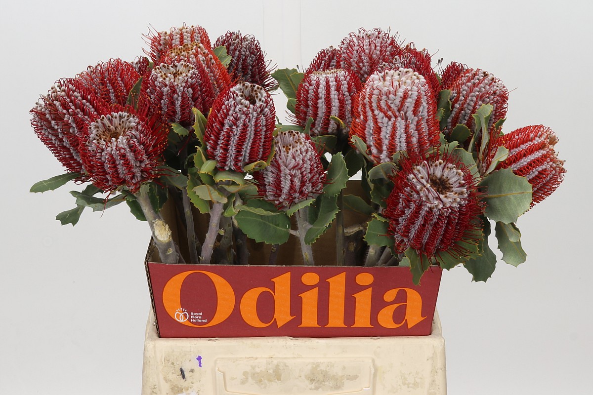 Banksia Coccinea