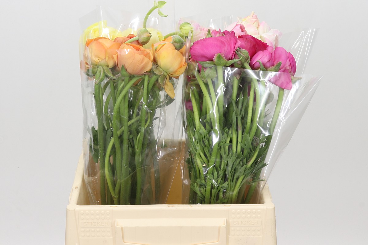 Ranunculus Mix In Box