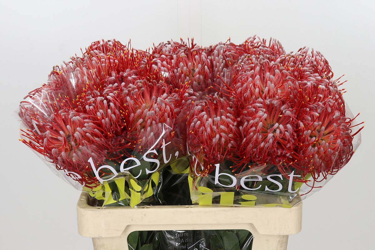 Leuco Ayoba Fire Red