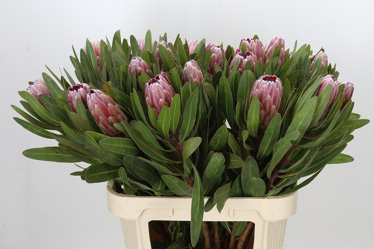 Protea Pink Ice