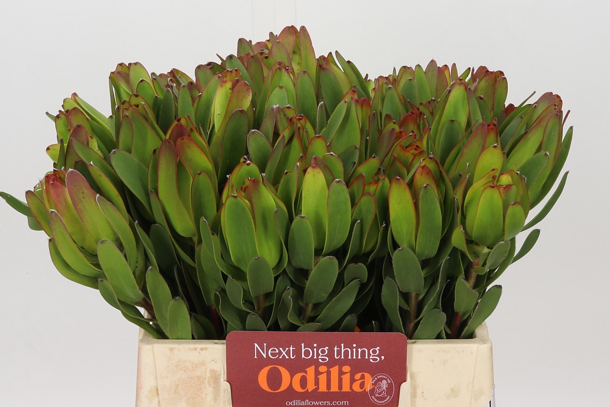 Leucadendron Laurel Ylw 40cm