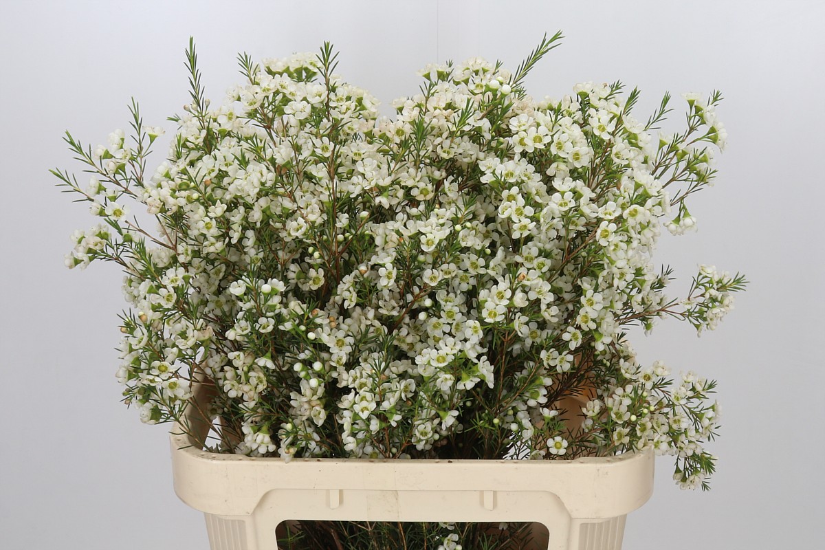 Chame Ivory Pearl