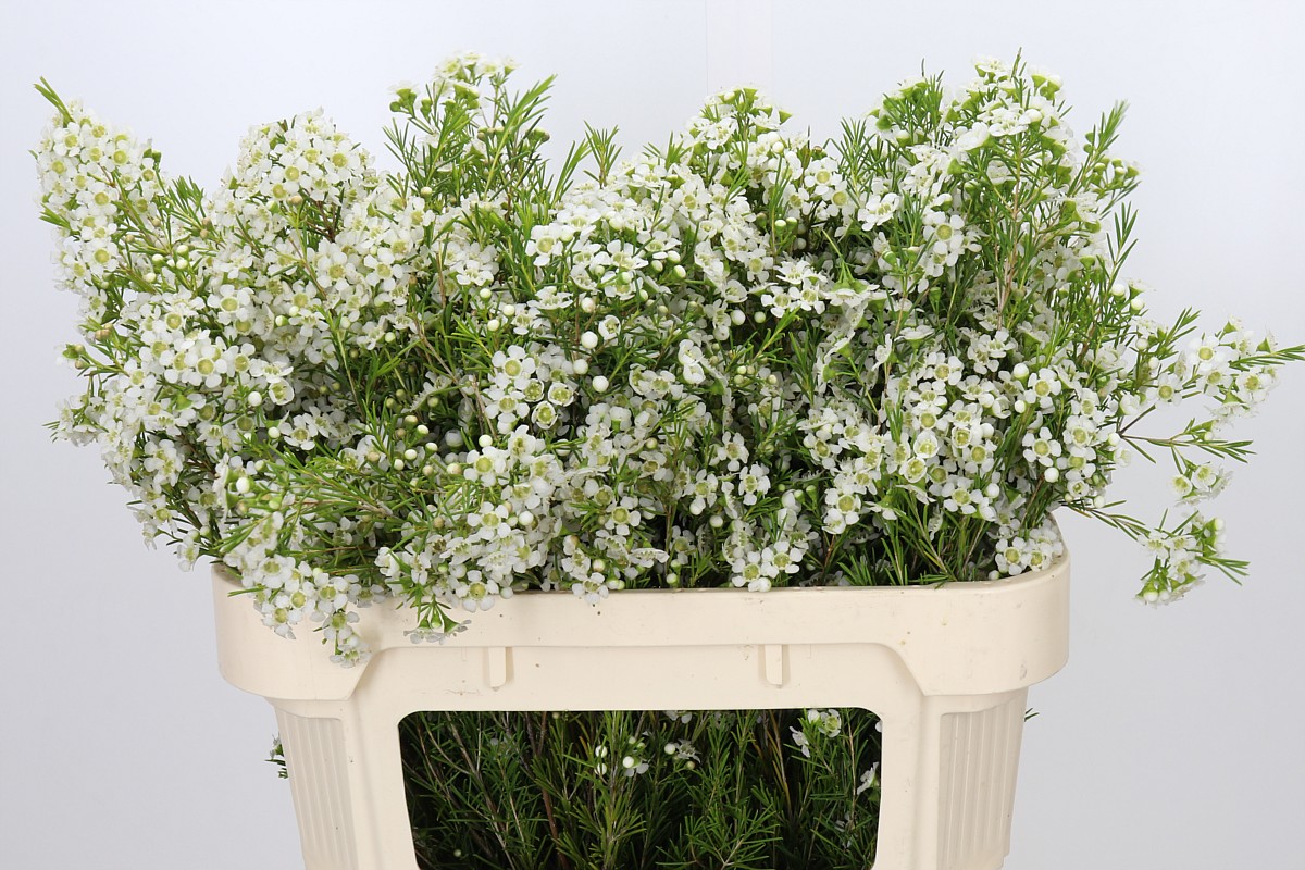 Chame Un Ofir