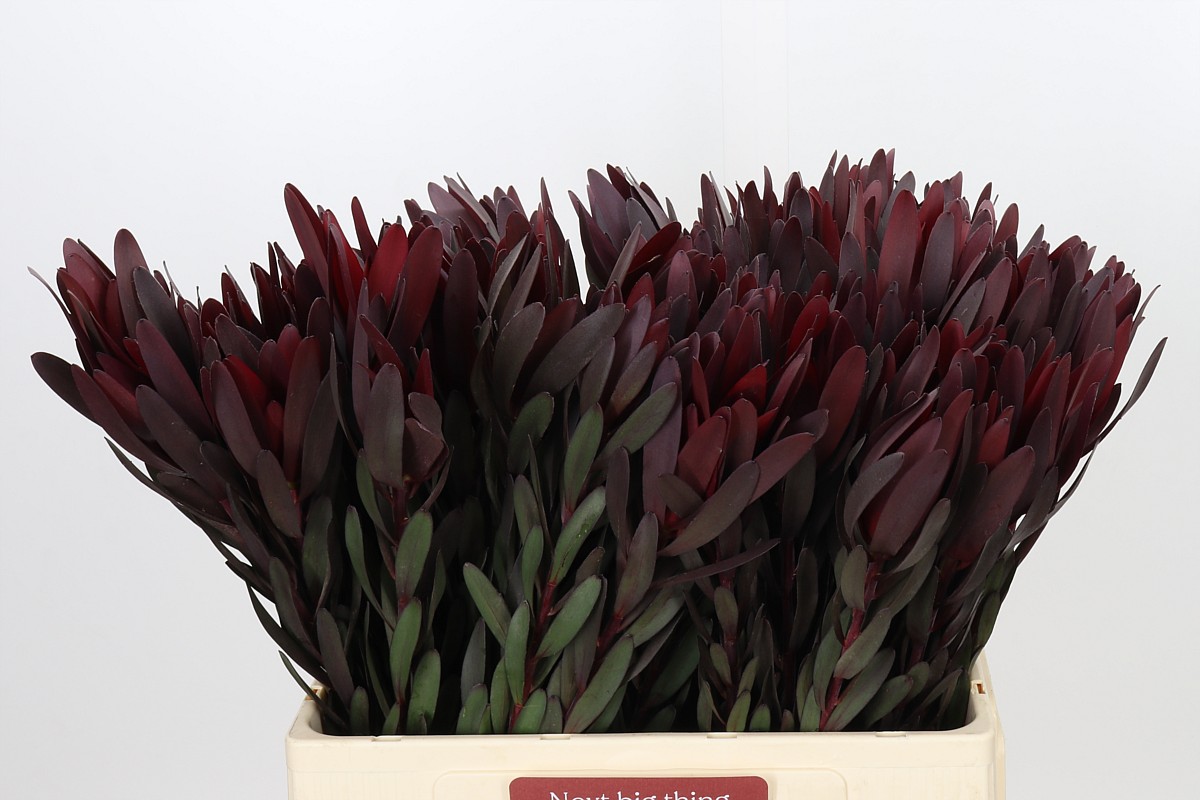 Leucadendron Safari Sunset 60cm
