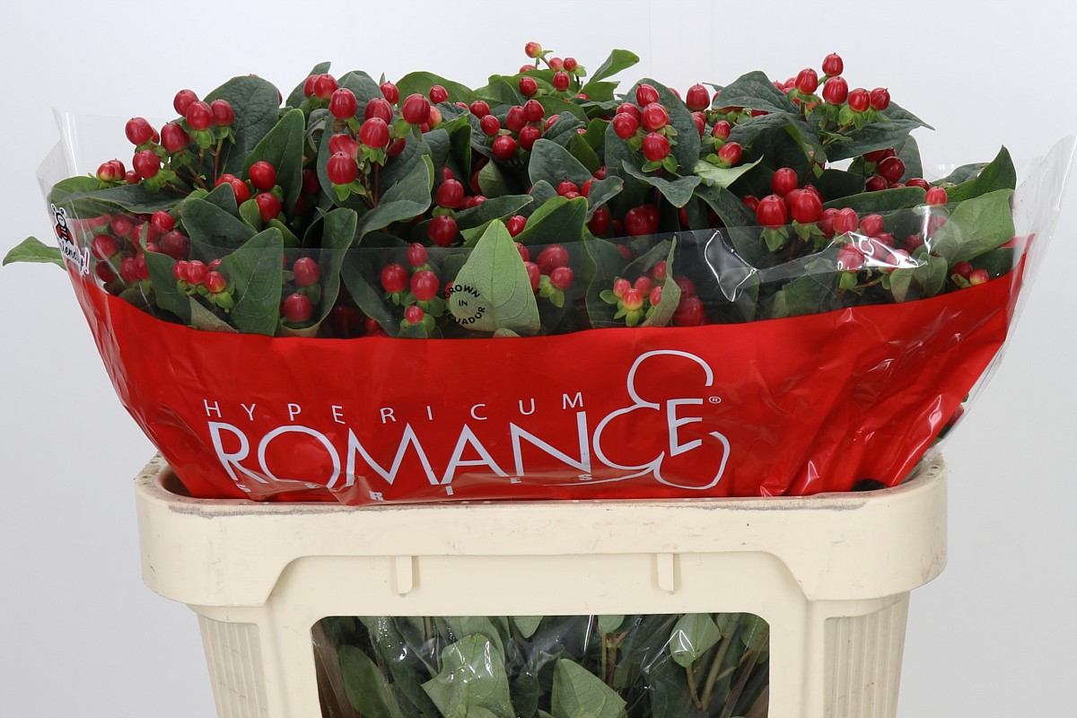 Hypericum True Romance 70cm