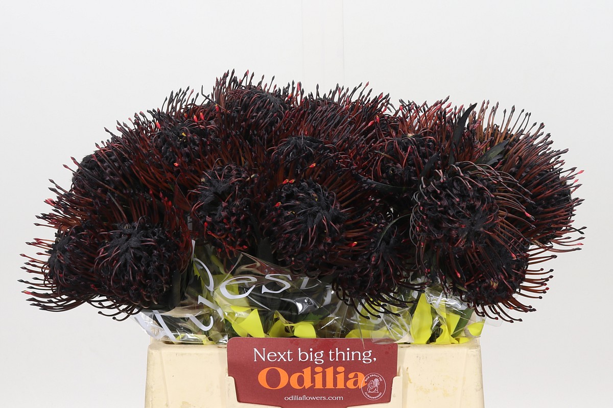Leucospermum Naomi Painted 40cm