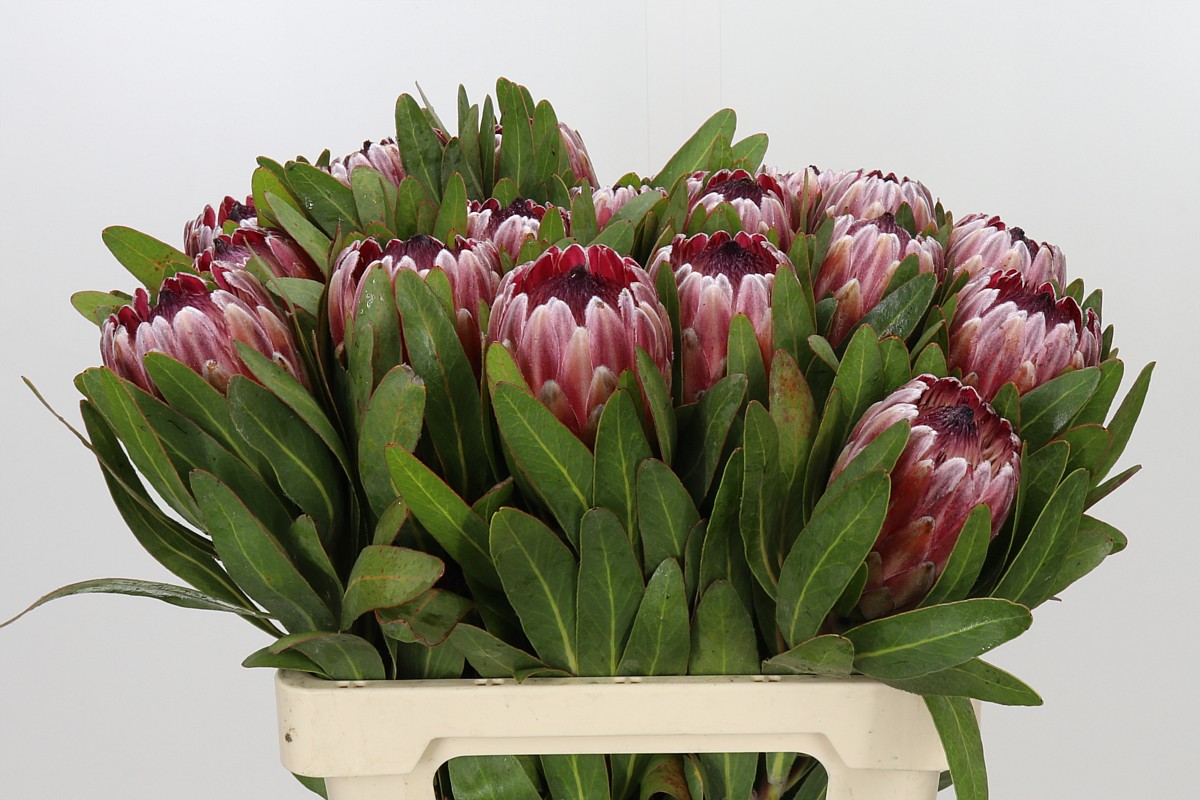 Protea Pink Ice 60cm