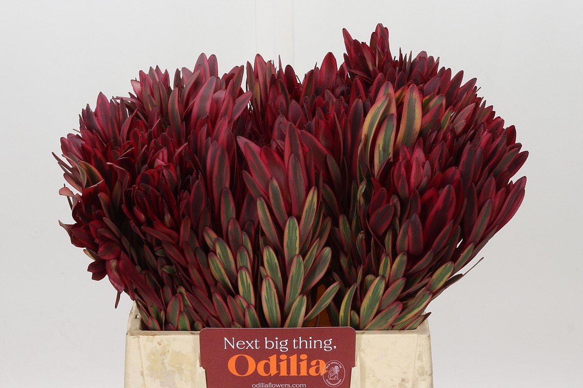 Leucadendron Jester 40cm