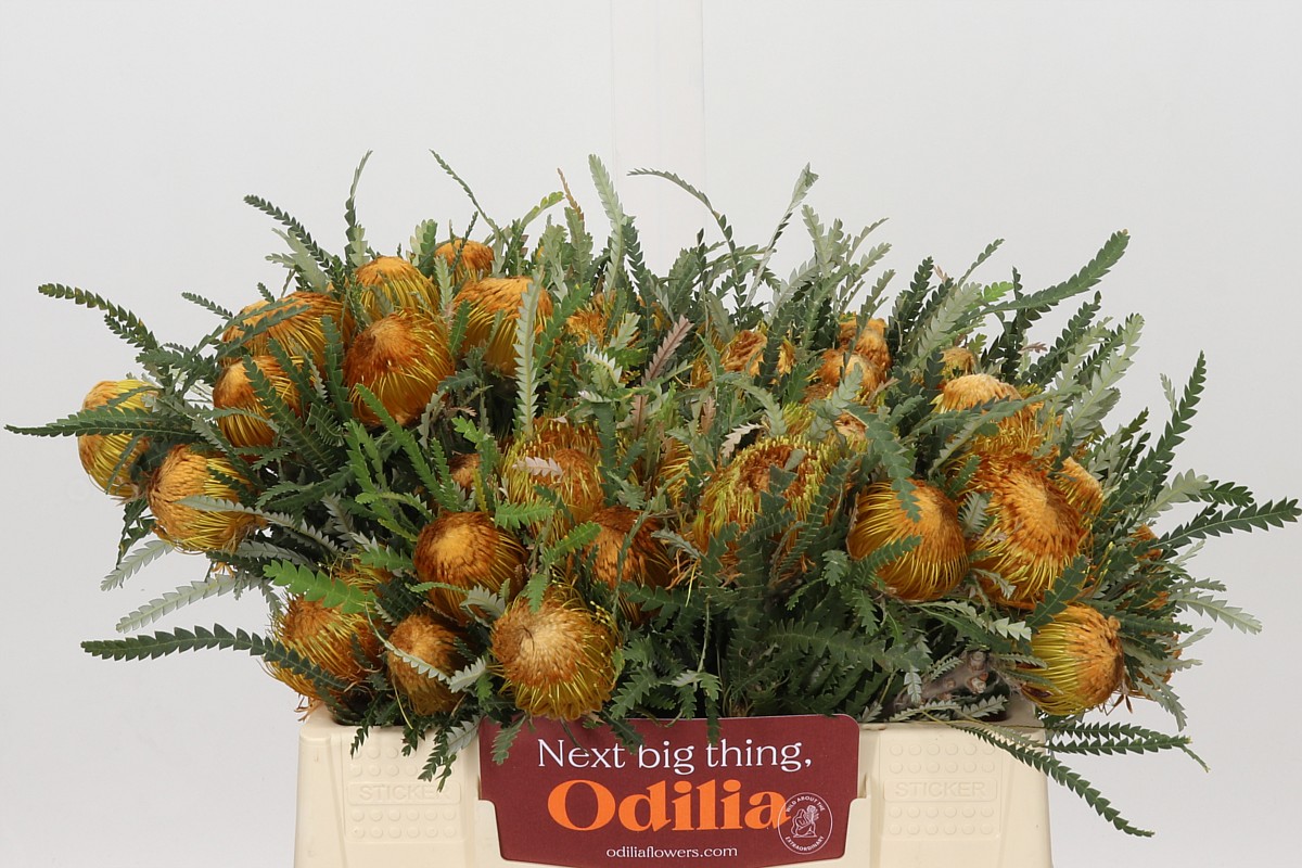 Dryandra Formosa 35cm