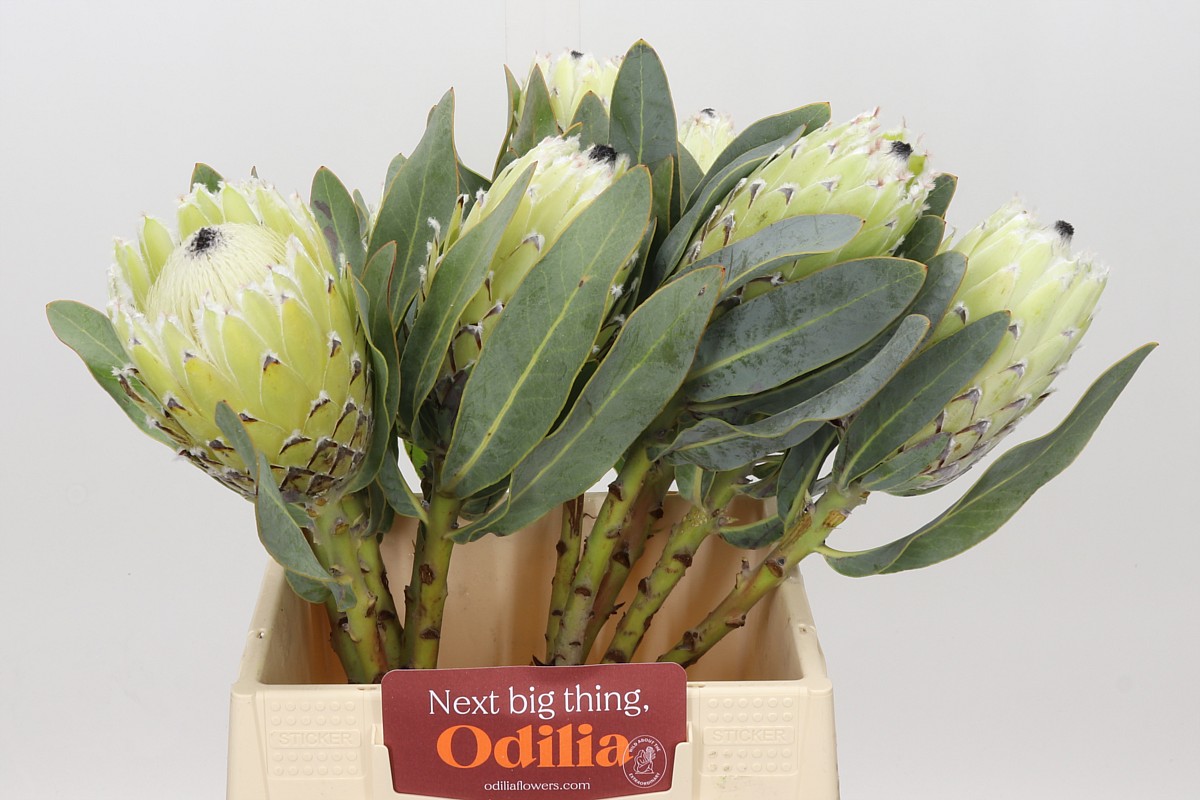 Protea M Polar Princ 40cm