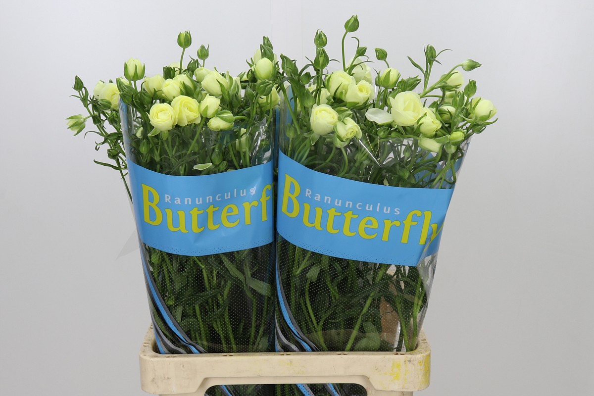 Ranunculus Butterfly Litai 70cm