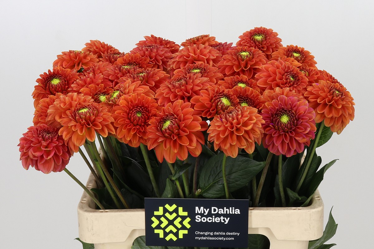 Dahlia Orange Fox 60cm