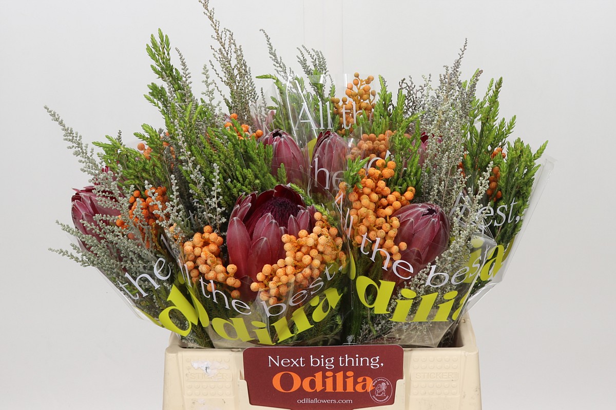 Protea Bouquet Per Bunch 40cm